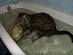     
: кот6.jpg
: 10
:	51.4 
ID:	7057851