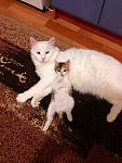     
: image.jpg
: 3
:	111.8 
ID:	7074324