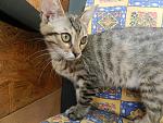     
: котята последн&#10.jpg
: 2
:	176.6 
ID:	7076039
