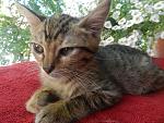     
: котики 009.jpg
: 2
:	153.4 
ID:	7076044