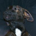     
: DSC_03011.jpg
: 4
:	45.7 
ID:	7098275