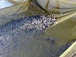    
: 301020136222.jpg
: 95
:	294.2 
ID:	7117835