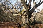     
: DSC_2837.jpg
: 6
:	204.8 
ID:	7118800