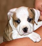     
: IMG_0842.jpg
: 18
:	82.1 
ID:	7128020