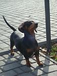     
: DSC09252.JPG
: 4
:	115.5 
ID:	7137490