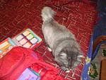     
: DSC09333.jpg
: 5
:	156.5 
ID:	7147212