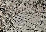     
: QzCurve 20x 800.jpg
: 6
:	82.7 
ID:	7160009