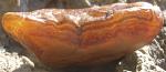     
: carn2.jpg
: 12
:	66.6 
ID:	7170102