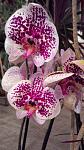     
: 20131109191852.jpg
: 8
:	94.1 
ID:	7176140