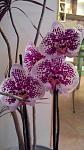     
: 20131109191831.jpg
: 7
:	84.0 
ID:	7176141