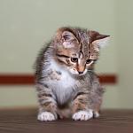     
: DSC_0412.jpg
: 8
:	30.4 
ID:	7185727