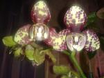     
: 2013-11-13 17.47.51.jpg
: 7
:	92.3 
ID:	7196207