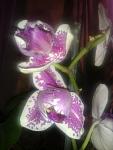     
: 2013-11-13 17.46.54.jpg
: 8
:	70.2 
ID:	7196222