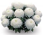     
: хризантемы.jpg
: 8
:	62.6 
ID:	7204458