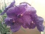     
: 20131118_210049.jpg
: 22
:	116.3 
ID:	7226202
