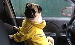    
: car.jpg
: 12
:	112.0 
ID:	7229981
