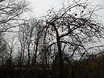     
: 2013-11-03 11.43.21.jpg
: 6
:	305.3 
ID:	7232003