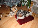     
: DSC00088.jpg
: 51
:	196.1 
ID:	723633