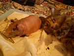     
: PA176195.JPG
: 28
:	168.4 
ID:	7237377