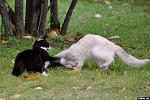     
: cat-fight-05.jpg
: 8
:	125.9 
ID:	723900