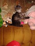     
: 20131114_212355.jpg
: 6
:	88.5 
ID:	7240580