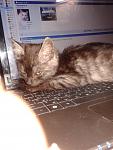     
: 20131113_224242.jpg
: 6
:	90.4 
ID:	7240583
