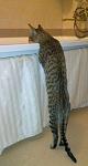    
: 130320132648.jpg
: 26
:	43.9 
ID:	7256559