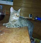     
: 270620132996.jpg
: 9
:	56.8 
ID:	7256562