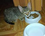     
: Джемка-миски.jpg
: 8
:	60.8 
ID:	7256563