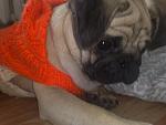     
: 29072009221.jpg
: 40
:	76.4 
ID:	726130
