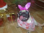     
: 31122009471.jpg
: 41
:	110.3 
ID:	726136