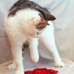     
: DSC_0038.jpg
: 4
:	37.4 
ID:	7261837