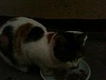     
: IMG_0410.jpg
: 8
:	91.2 
ID:	7265019
