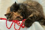     
: DSC_0104.jpg
: 5
:	48.0 
ID:	7265348