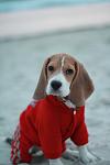     
: IMG_7245.jpg
: 19
:	39.8 
ID:	7268939