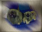     
: 03052009205-001.jpg
: 105
:	80.4 
ID:	728372