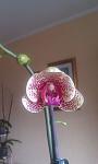     
: IMAG0155.jpg
: 6
:	47.9 
ID:	7291872