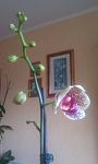     
: IMAG0161.jpg
: 5
:	46.4 
ID:	7291876