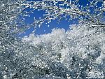     
: image.jpg
: 7
:	137.9 
ID:	7298506