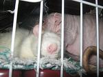     
: IMG_9473.jpg
: 9
:	97.9 
ID:	7301407