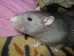     
: IMG_9485.jpg
: 8
:	118.1 
ID:	7301454