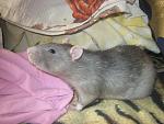     
: IMG_9487.jpg
: 6
:	137.5 
ID:	7301457