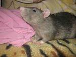     
: IMG_9488.jpg
: 8
:	129.4 
ID:	7301475