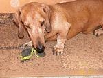     
: P1020139.JPG
: 11
:	264.0 
ID:	7317307