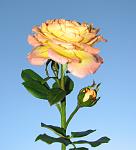     
: . 2013 018.jpg
: 8
:	65.8 
ID:	7333722