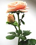     
:  2013 013.jpg
: 7
:	70.9 
ID:	7333750