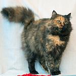     
: DSC_0096.jpg
: 3
:	94.7 
ID:	7353118