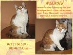     
: декабрь рыжик.jpg
: 3
:	76.9 
ID:	7355713