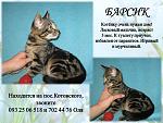     
: декабрь барсик.jpg
: 7
:	97.1 
ID:	7355912