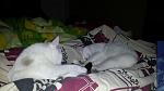     
: 2013-10-22 21.40.49.jpg
: 8
:	68.5 
ID:	7364738